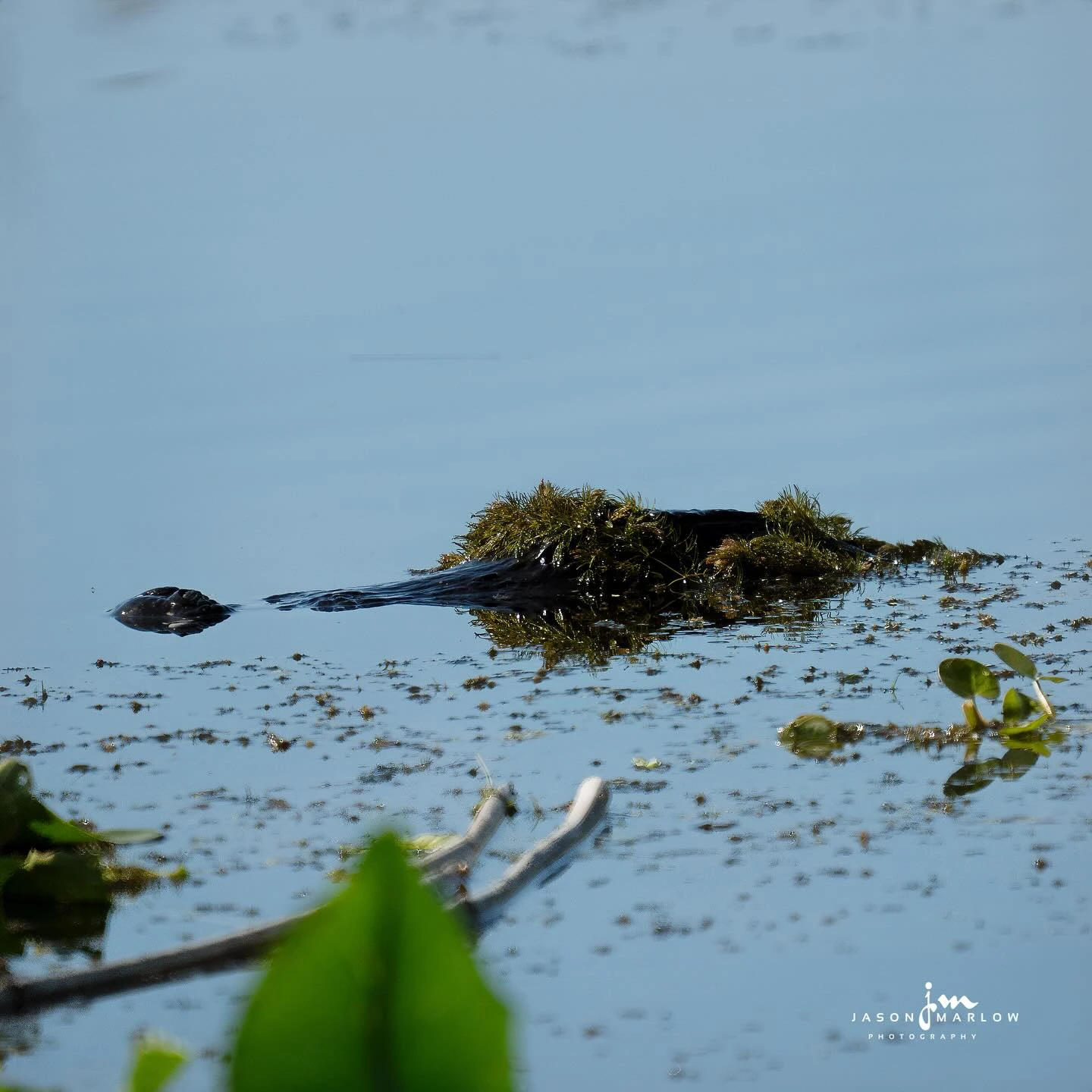 Wetland Alligator